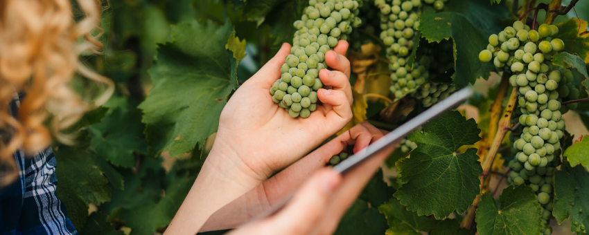How Wineries Can Leverage Technology to Make Better Business Decisions