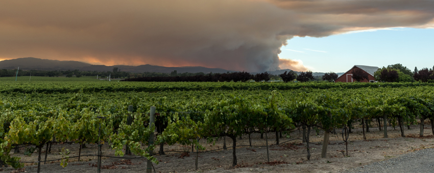 Technology Helps Wineries Overcome Modern Day Challenges – Here’s How